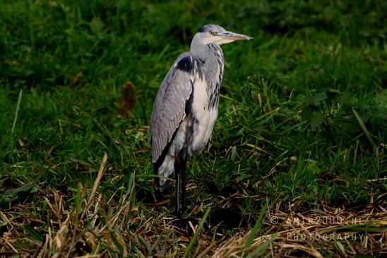 Great_blue_heron_Blauwe_reiger_Nature_Landscape_Photography_008_Canon_EOS_R5_Mark_II.JPG