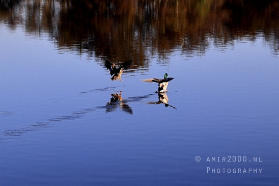 Het_Twiske_recreation_park_Noord_Holland_Nature_Landscape_Photography_016_Canon_EOS_R5_Mark_II.JPG