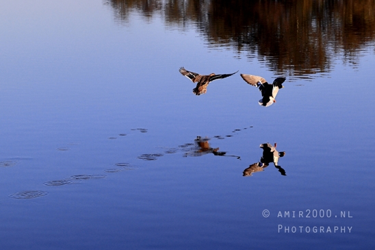 Het_Twiske_recreation_park_Noord_Holland_Nature_Landscape_Photography_017_Canon_EOS_R5_Mark_II.JPG