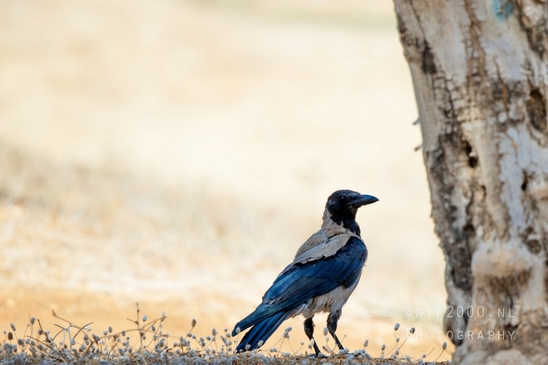 Hooded_crow_nature_birds_Photography_002_Canon_EOS_R5_Mark_II.JPG
