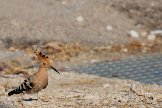 Hoopoe_Upupa_epops_nature_birds_Photography_001_Canon_EOS_R5_Mark_II.JPG