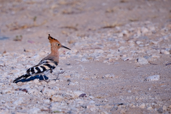 Hoopoe_Upupa_epops_nature_birds_Photography_002_Canon_EOS_R5_Mark_II.JPG