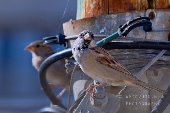 House_sparrow_Passer_domesticus_nature_birds_Photography_001_Canon_EOS_R5_Mark_II.JPG