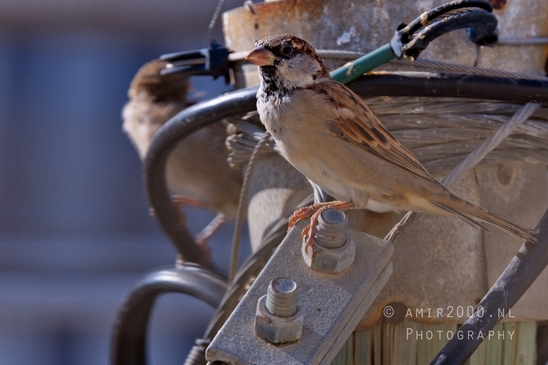 House_sparrow_Passer_domesticus_nature_birds_Photography_002_Canon_EOS_R5_Mark_II.JPG