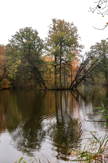 Lake_With_Trees_And_Reflections_Landscape_Nature_Photography_001_Canon_EOS_R5_Mark_II.JPG