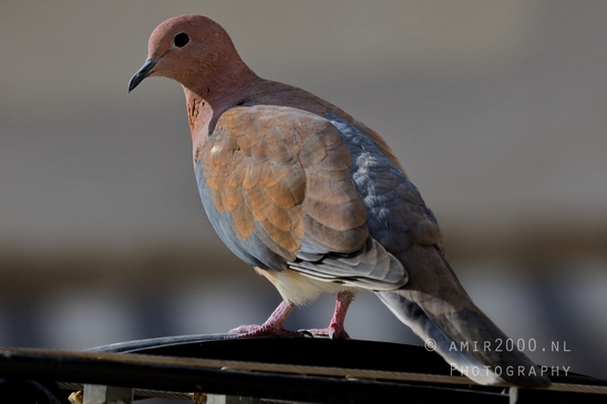 Laughing_dove_pigeon_nature_birds_Photography_001_Canon_EOS_R5_Mark_II.JPG