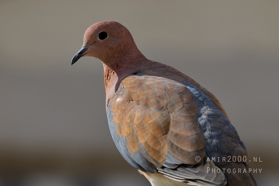 Laughing_dove_pigeon_nature_birds_Photography_002_Canon_EOS_R5_Mark_II.JPG
