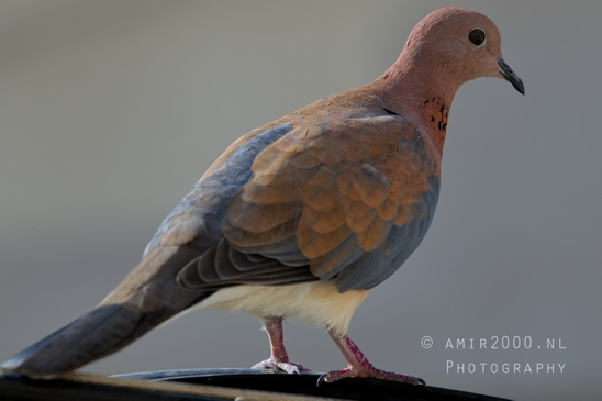 Laughing_dove_pigeon_nature_birds_Photography_003_Canon_EOS_R5_Mark_II.JPG