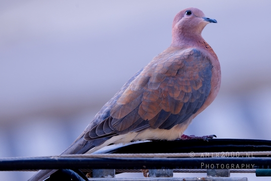 Laughing_dove_pigeon_nature_birds_Photography_004_Canon_EOS_R5_Mark_II.JPG