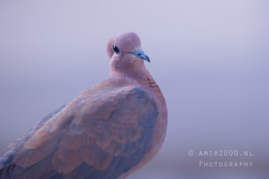 Laughing_dove_pigeon_nature_birds_Photography_005_Canon_EOS_R5_Mark_II.JPG