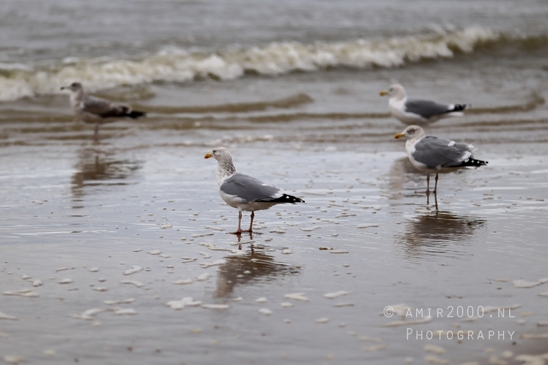 North_Sea_Zandvoort_Nature_Landscape_Photography_003_Canon_EOS_R5_Mark_II.JPG