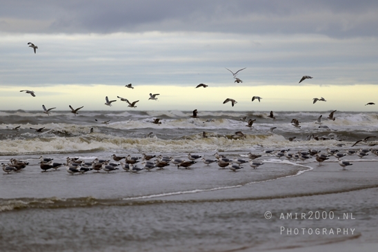 North_Sea_Zandvoort_Nature_Landscape_Photography_007_Canon_EOS_R5_Mark_II.JPG