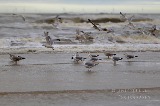 North_Sea_Zandvoort_Nature_Landscape_Photography_008_Canon_EOS_R5_Mark_II.JPG