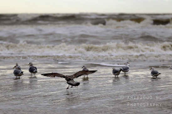 North_Sea_Zandvoort_Nature_Landscape_Photography_010_Canon_EOS_R5_Mark_II.JPG