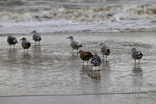 North_Sea_Zandvoort_Nature_Landscape_Photography_013_Canon_EOS_R5_Mark_II.JPG
