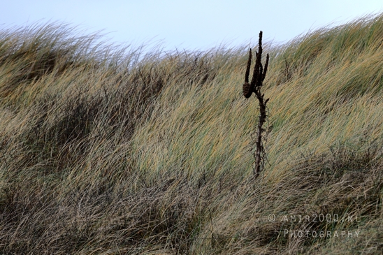North_Sea_Zandvoort_Nature_Landscape_Photography_022_Canon_EOS_R5_Mark_II.JPG