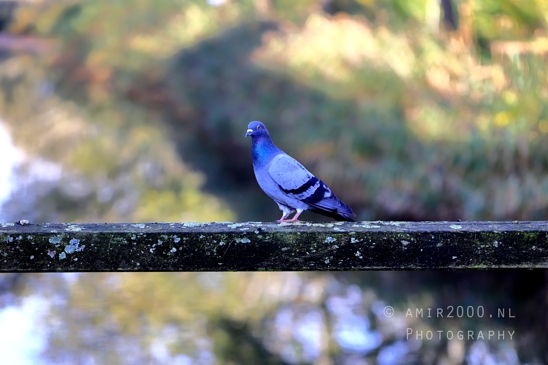 Pigeon_Perched_On_Railing_Different_Angle_Nature_Landscape_Photography_001_Canon_EOS_R5_Mark_II.JPG
