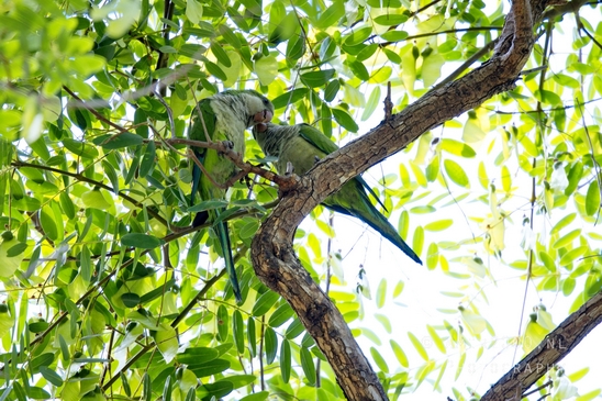 Rose-ringed_parakeet_nature_birds_Photography_001_Canon_EOS_R5_Mark_II.JPG