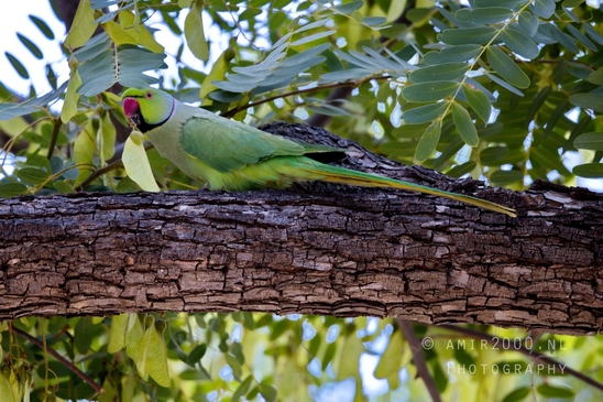 Rose-ringed_parakeet_nature_birds_Photography_002_Canon_EOS_R5_Mark_II.JPG