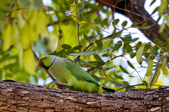 Rose-ringed_parakeet_nature_birds_Photography_003_Canon_EOS_R5_Mark_II.JPG