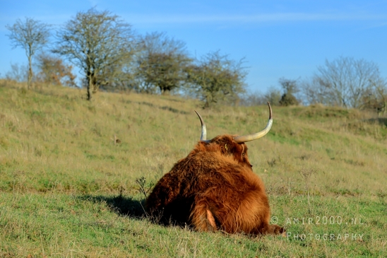 Schotse_hooglander_Scottish_Highland_cattle_Zuid_Kennemerland_National_Park_Fall_scenery_Nature_Landscape_Photography_001_Canon_EOS_R5_Mark_II.JPG