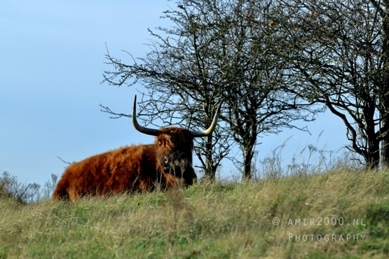 Schotse_hooglander_Scottish_Highland_cattle_Zuid_Kennemerland_National_Park_Fall_scenery_Nature_Landscape_Photography_003_Canon_EOS_R5_Mark_II.JPG