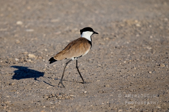 Spur_winged_Lapwing_Vanellus_spinosus_nature_birds_Photography_002_Canon_EOS_R5_Mark_II.JPG