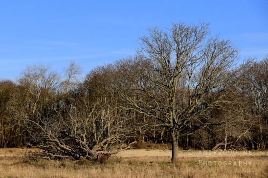 Zuid_Kennemerland_National_Park_Fall_scenery_Nature_Landscape_Photography_007_Canon_EOS_R5_Mark_II.JPG