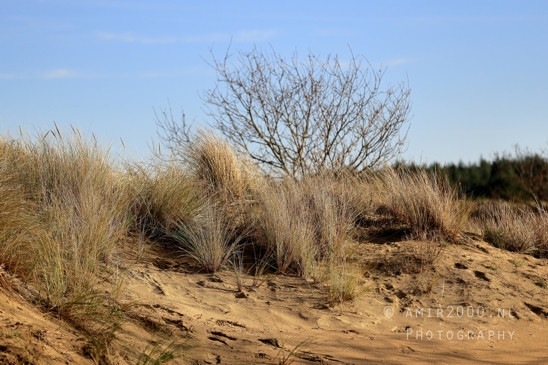 Zuid_Kennemerland_National_Park_Fall_scenery_Nature_Landscape_Photography_010_Canon_EOS_R5_Mark_II.JPG