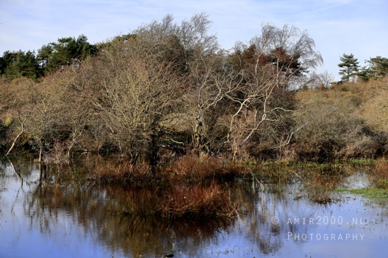 Zuid_Kennemerland_National_Park_Fall_scenery_Nature_Landscape_Photography_014_Canon_EOS_R5_Mark_II.JPG