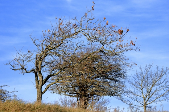 Zuid_Kennemerland_National_Park_Fall_scenery_Nature_Landscape_Photography_018_Canon_EOS_R5_Mark_II.JPG