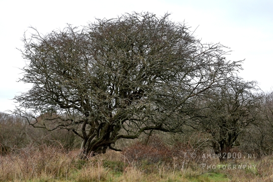Zuid_Kennemerland_National_Park_Fall_scenery_Nature_Landscape_Photography_026_Canon_EOS_R5_Mark_II.JPG