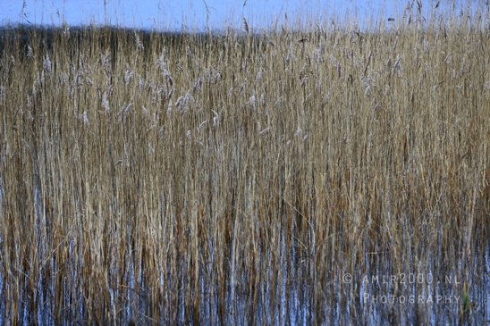 Zuid_Kennemerland_National_Park_Fall_scenery_Nature_Landscape_Photography_028_Canon_EOS_R5_Mark_II.JPG