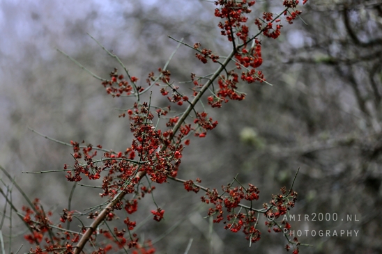 Zuid_Kennemerland_National_Park_Fall_scenery_Nature_Landscape_Photography_029_Canon_EOS_R5_Mark_II.JPG