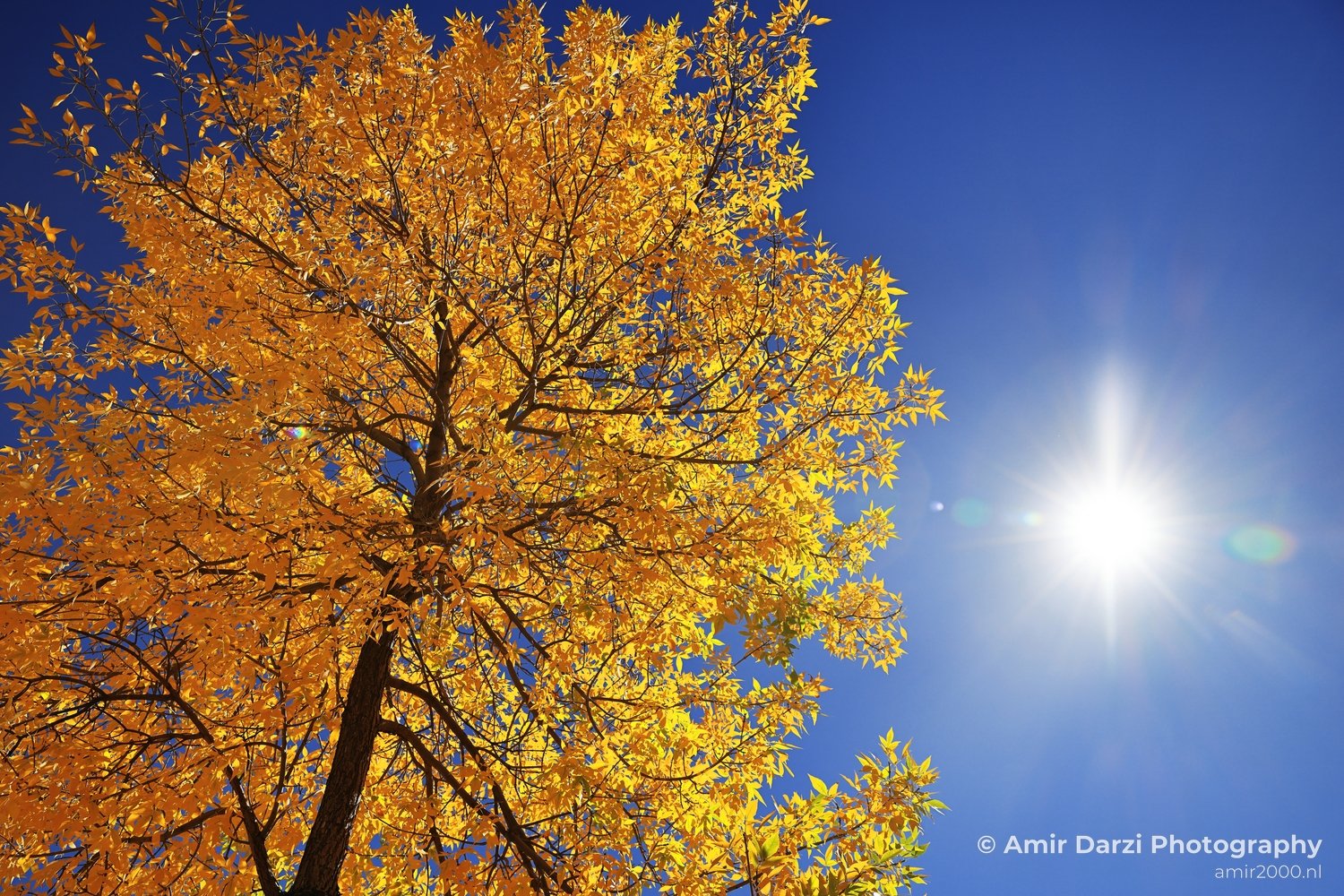 An foliage tree in Estes Park Colorado USA.