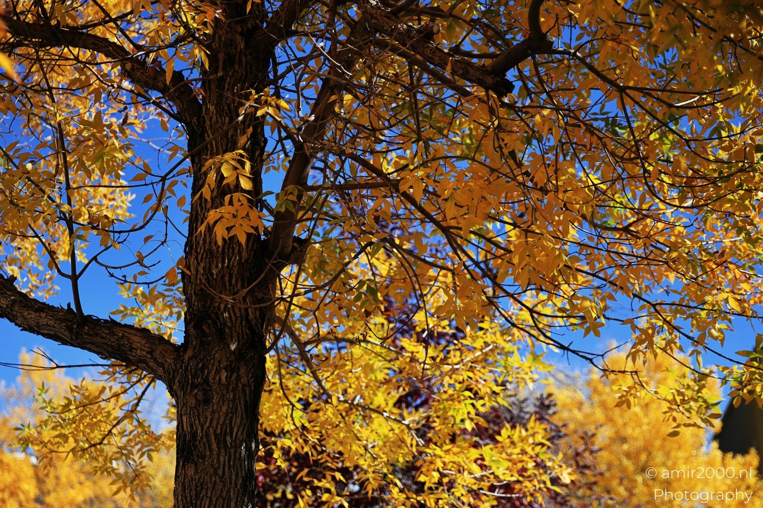 Bright and vivid golden foliage on branches of a deciduous tree during the fall season in Estes Park.