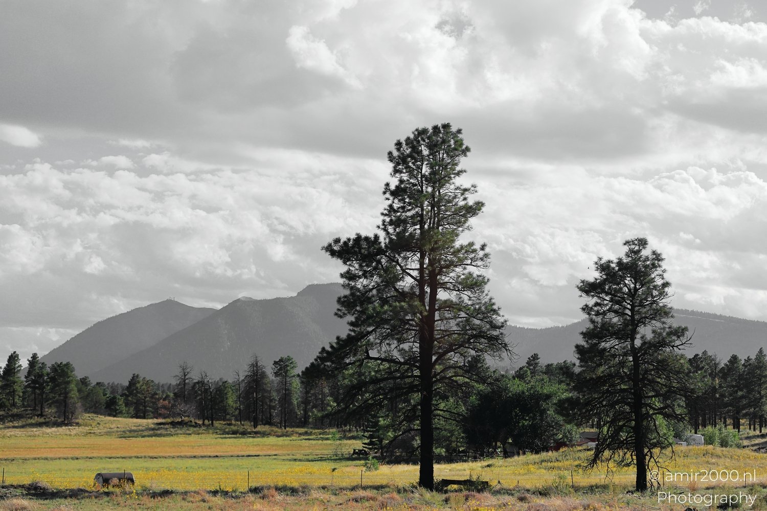 Between Flagstaff to Williams A field of wildflowers stretches out to meet a distant mountain range