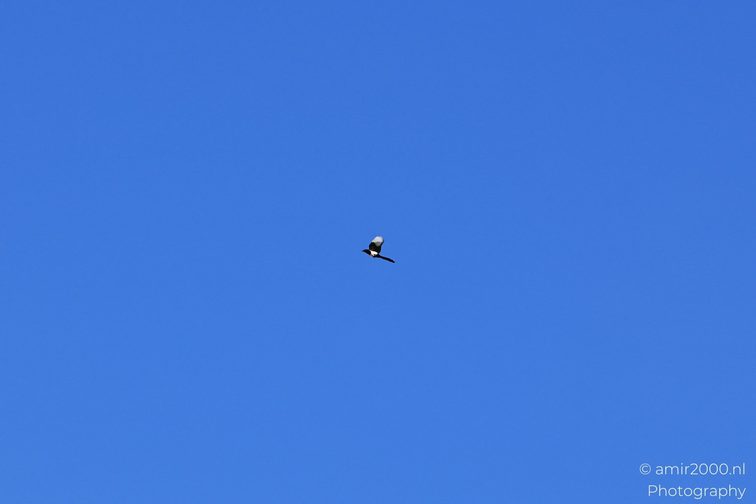 Black Billed Magpie In Flight Black-billed magpie in flight against a bright blue sky background in Birds Photography