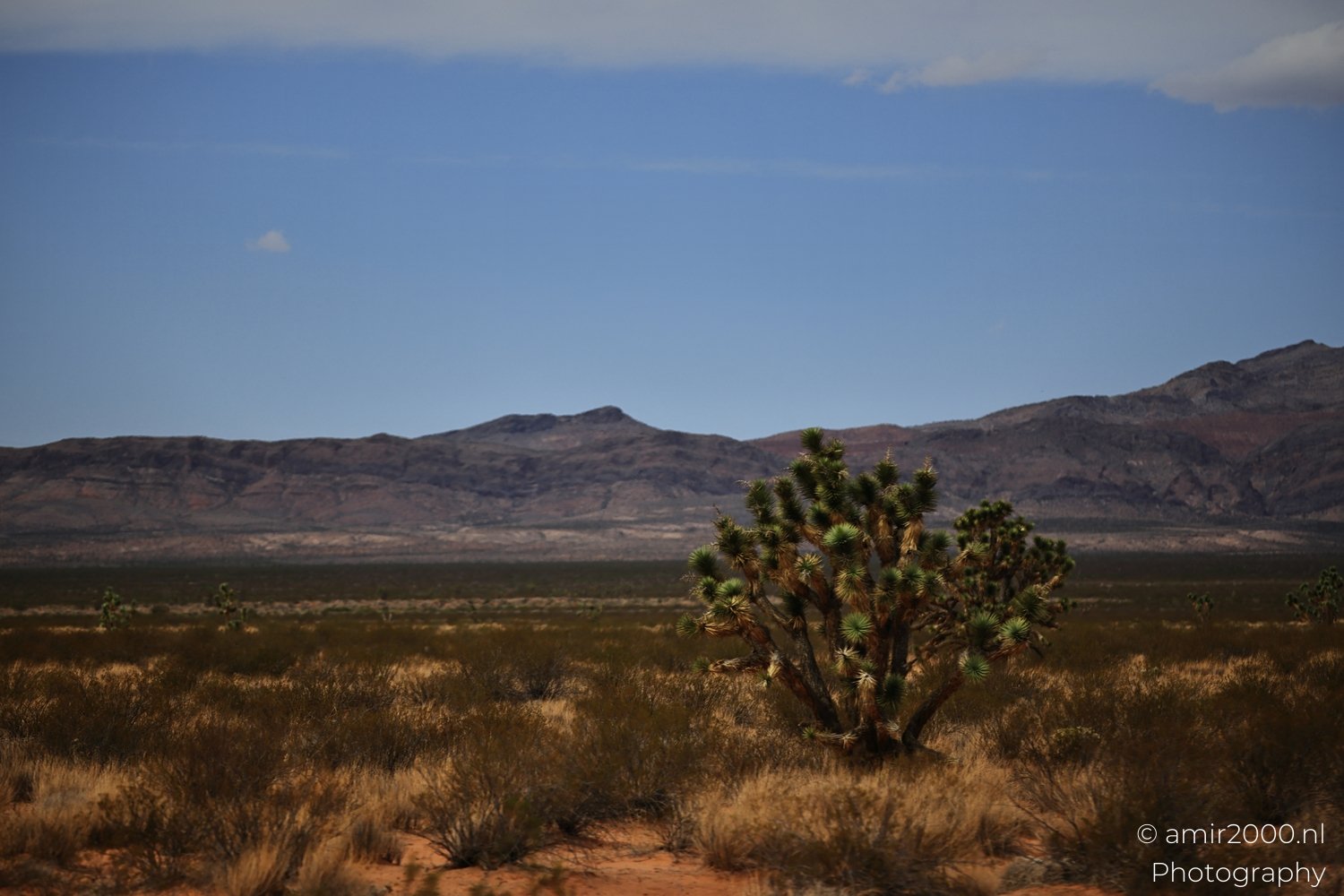 Sparse vegetation including a lone Joshua tree near Nevada USA.