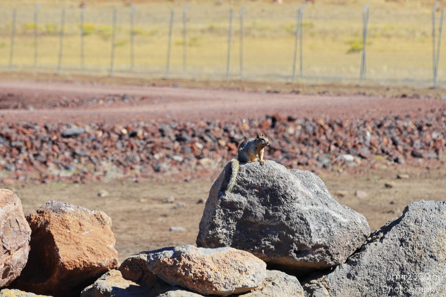Desert Rock With Squirrel Bearizona Wildlife Park Arizona The squirrel is sitting on a rock