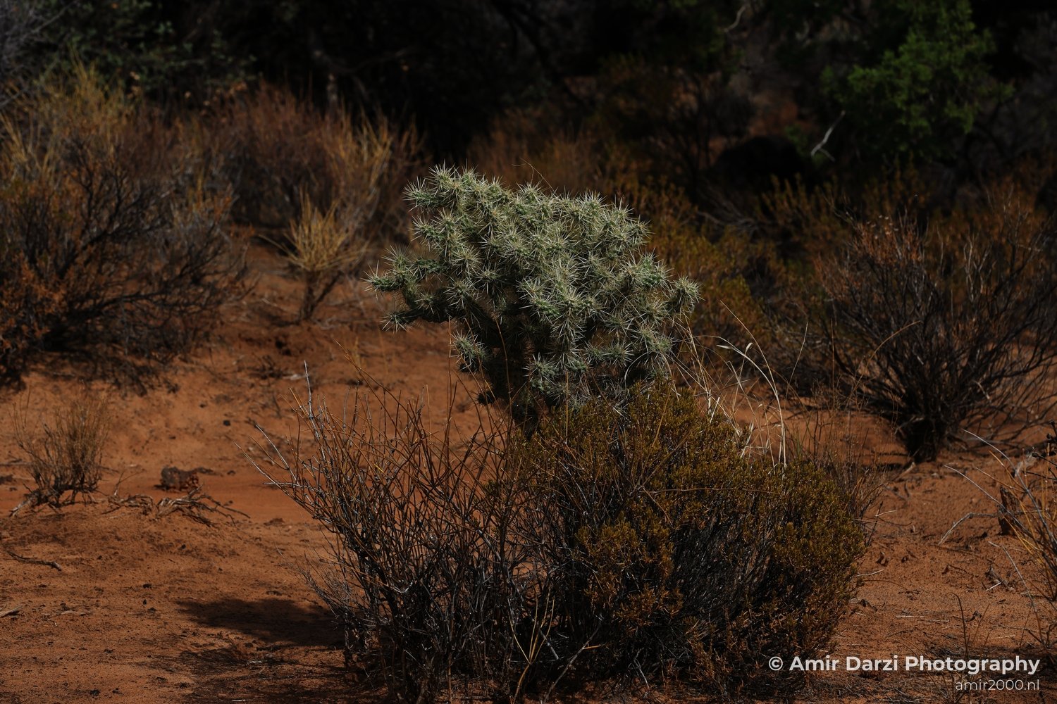 Dry vegetation including a prominent cactus amidst arid terrain with reddish-brown earth.