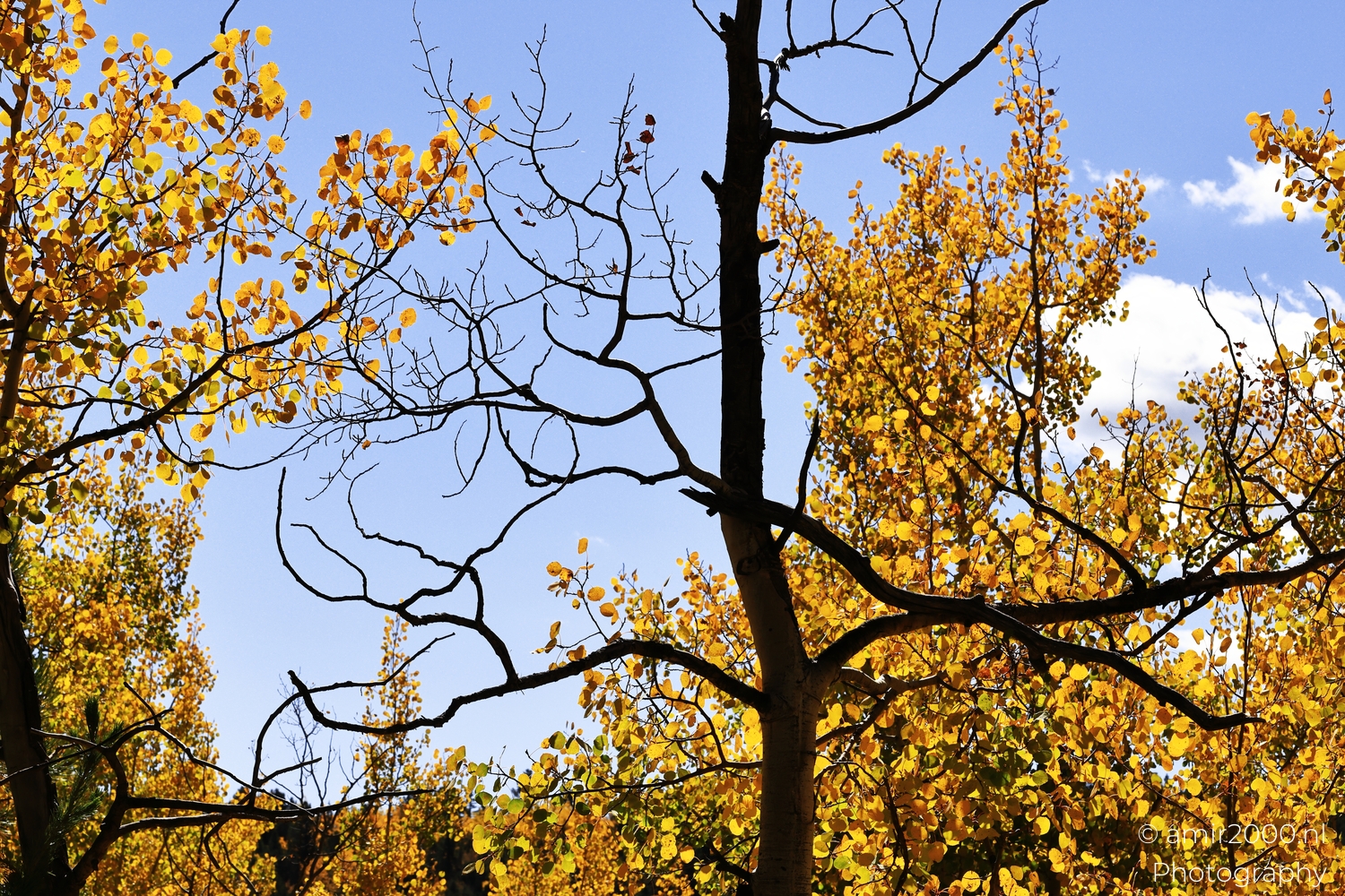 Aspen branches with golden leaves and dark trunk, upward view, sunlit edges, bare twig patterns.