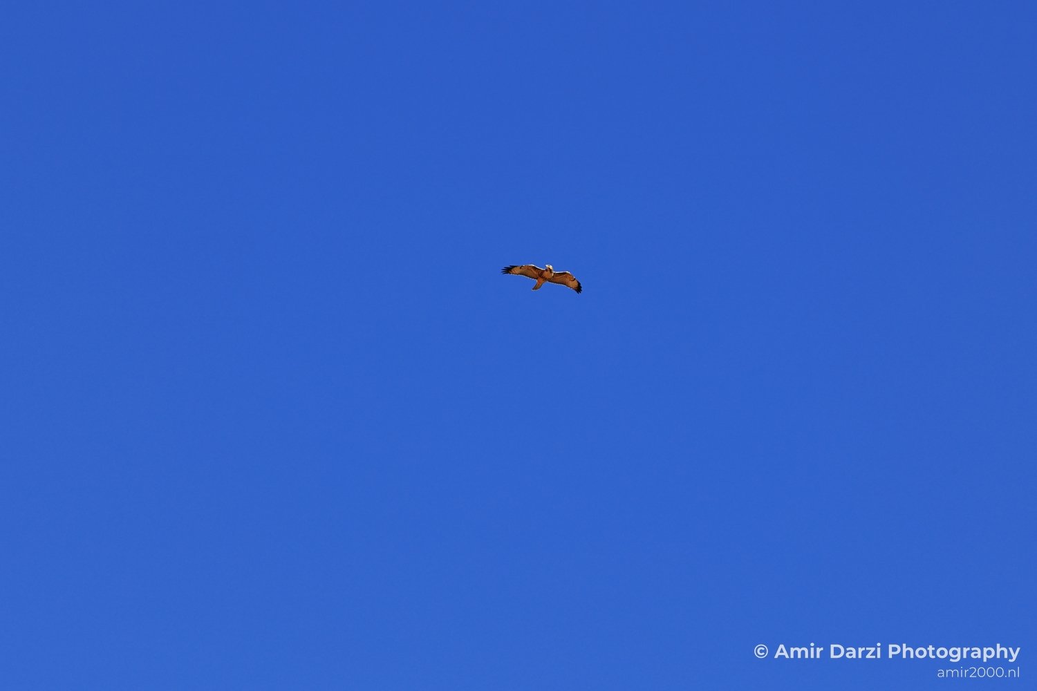 Red Tailed Hawk Soaring in Colorado A red-tailed hawk flying against a bright blue sky in Colorado
