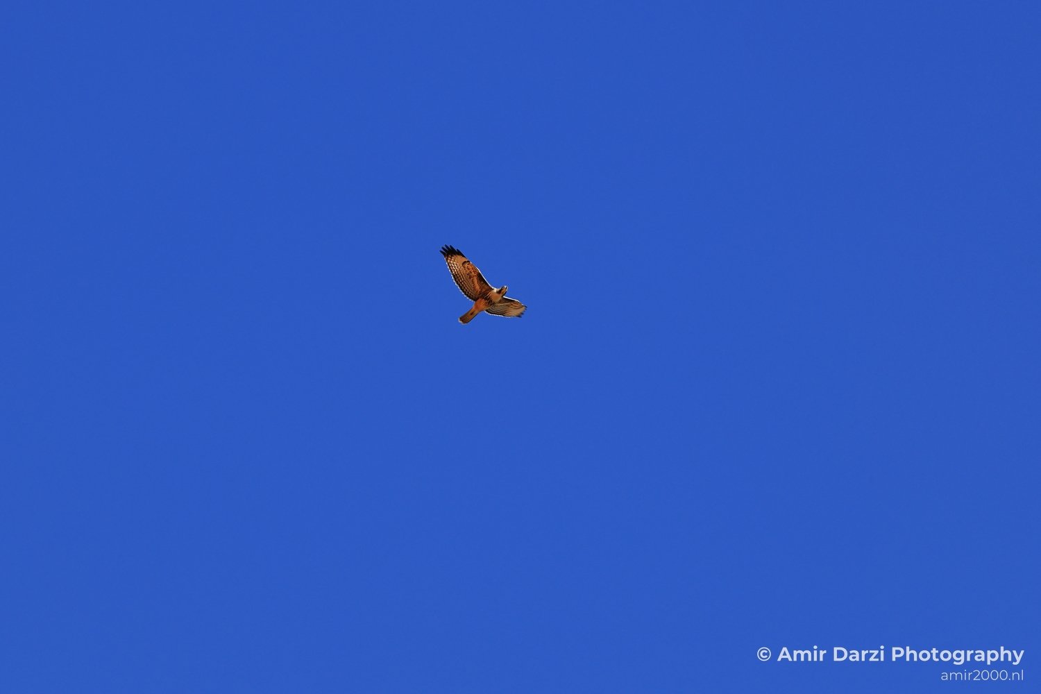 Red Tailed Hawk Soaring in Colorado Silhouette of a bird of prey against a clear blue sky