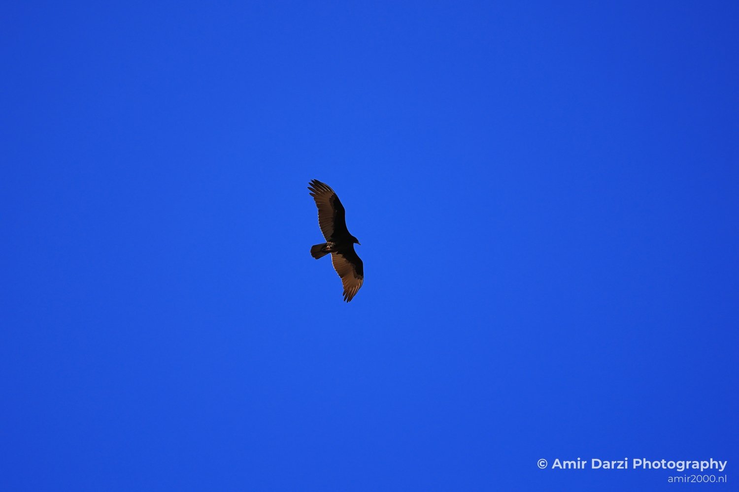Turkey Vulture in Sedona Arizona The bird is captured mid-flight against a clear blue sky in Birds Photography