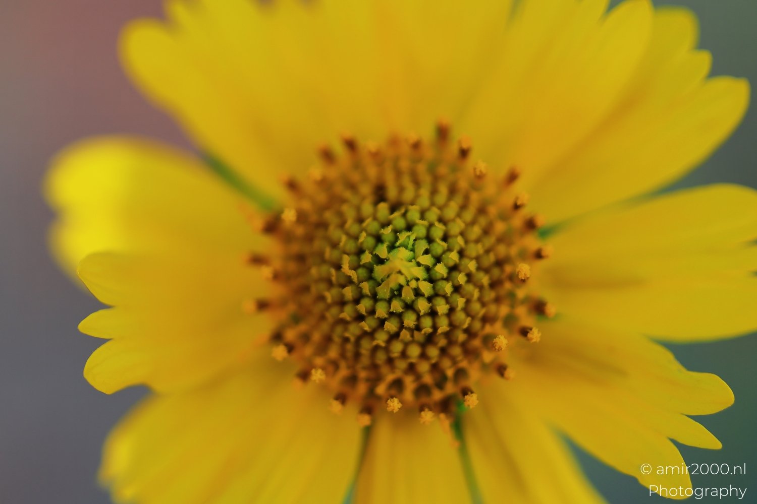 Wildflower Coreopsis in Sedona A close-up view reveals the intricate details of the coreopsis flower's center in Flower