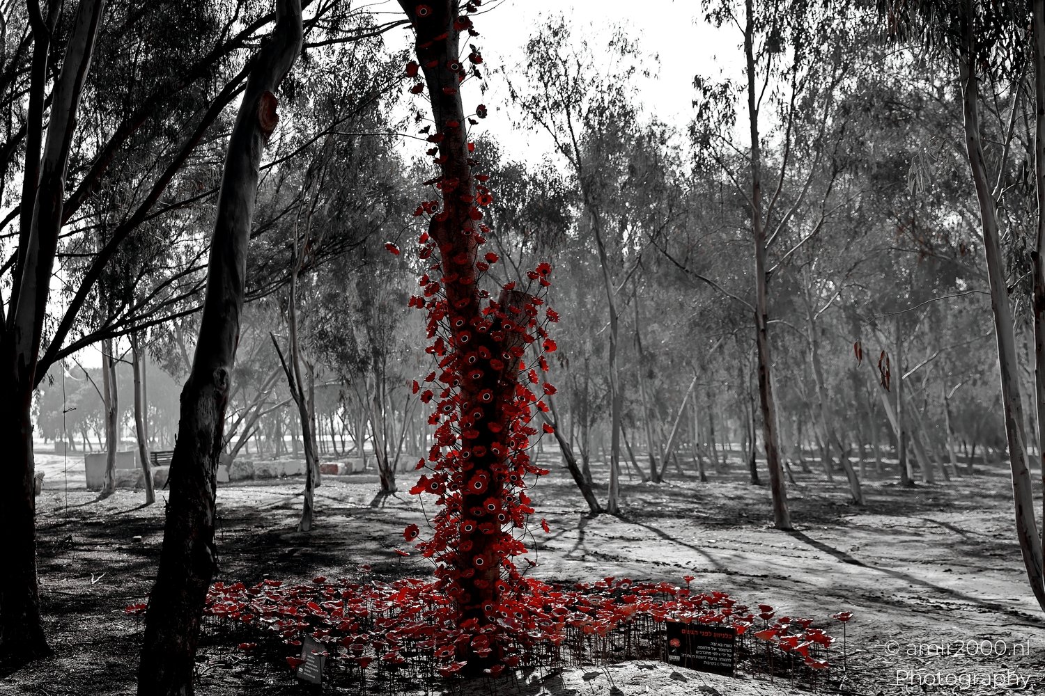 Reem Forest Nova Party October 7 Memorial South Israel Blog Photo 3