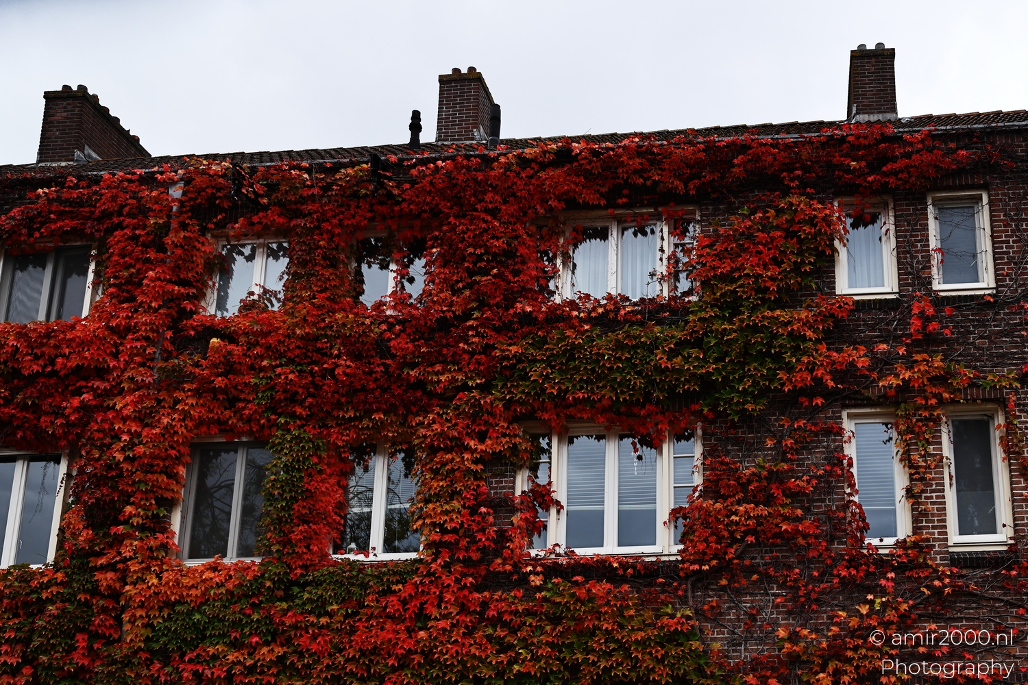 Brick facade almost fully covered in red ivy beneath a pale autumn sky in Amsterdam