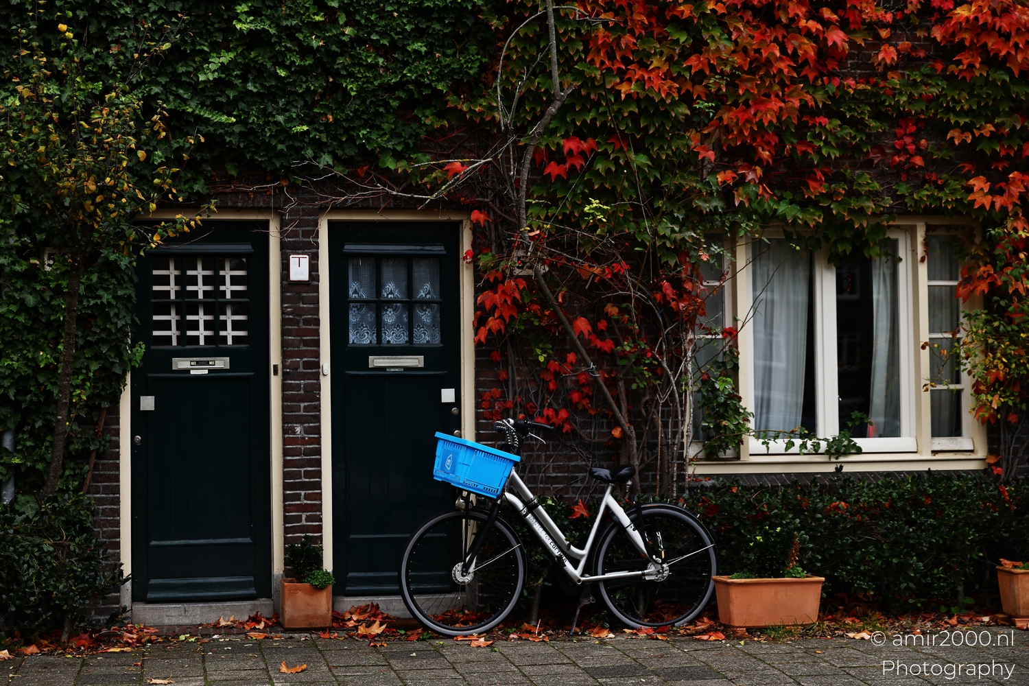 Blue crate bicycle parked between dark doors under red and green ivy