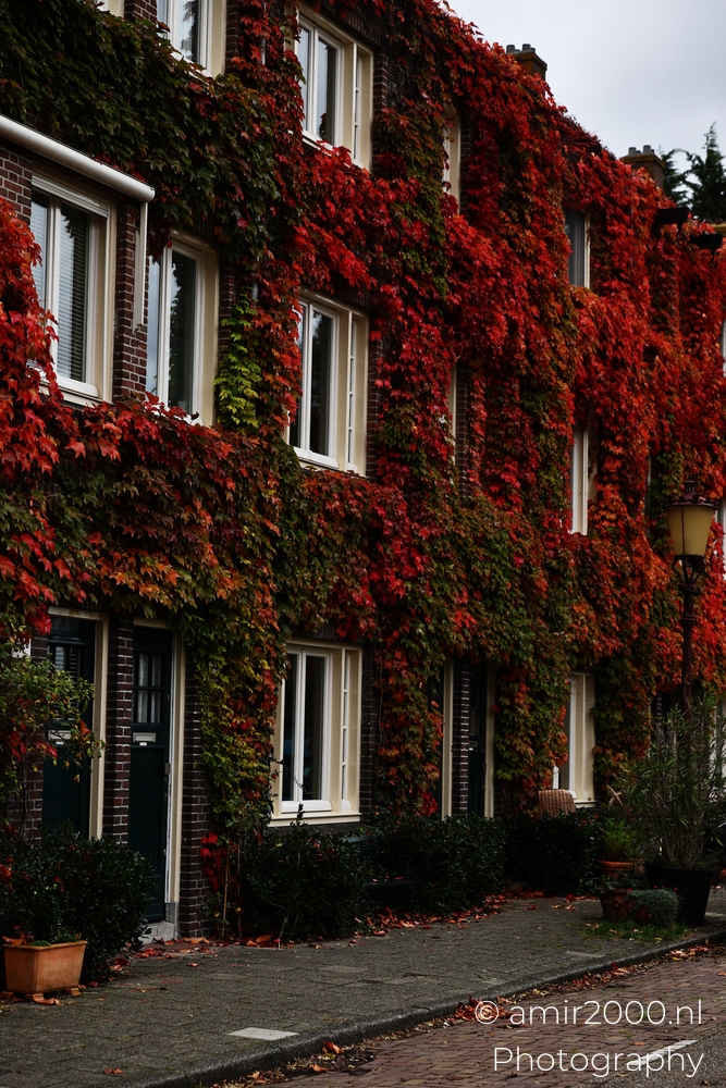 Tall row of brick houses draped in red ivy along a quiet Amsterdam street